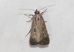 Tathorhynchus exsiccata