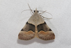 Hemeroplanis incusalis