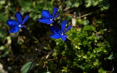 Gentiana bavarica