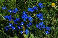 Gentiana bavarica