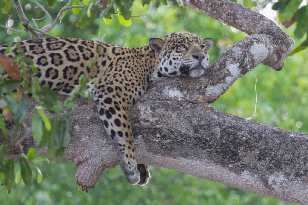 Jaguar (Panthera onca)