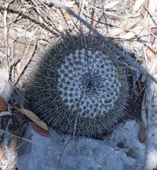 Mammillaria orcuttii