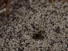 Pheidole metallescens