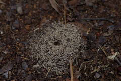 Pheidole metallescens