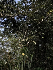 Ficus pumila awkeotsang