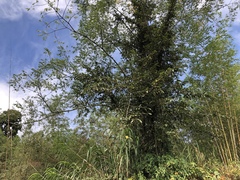 Ficus pumila awkeotsang