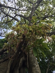 Ficus caulocarpa