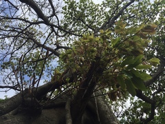 Ficus caulocarpa