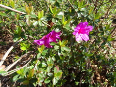 Rhododendron × amoenum