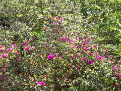 Rhododendron × amoenum