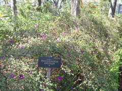 Rhododendron × amoenum