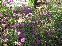 Rhododendron × amoenum