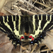 Princess Gifu Butterfly - Photo (c) onidiras-iNaturalist, some rights reserved (CC BY-NC), uploaded by onidiras-iNaturalist