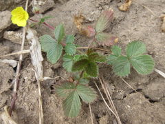 Potentilla fragarioides