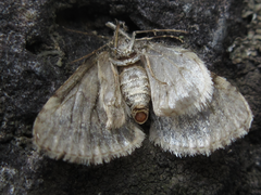 Esakiopteryx volitans