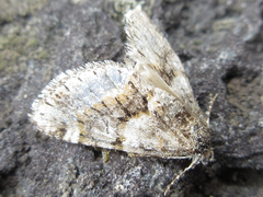 Esakiopteryx volitans