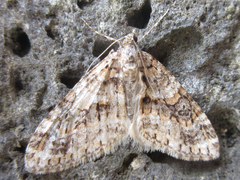 Esakiopteryx volitans