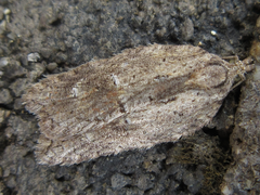 Acleris hispidana