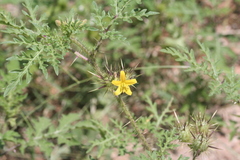 Solanum lumholtzianum