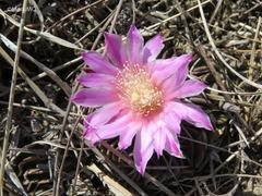 Echinofossulocactus lamellosus