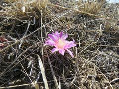 Echinofossulocactus lamellosus