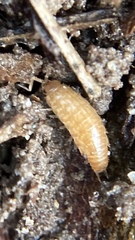 Chaetophiloscia sicula