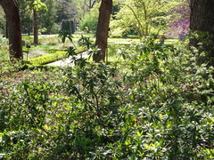 Rhododendron japonicum