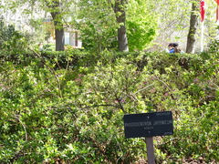 Rhododendron japonicum