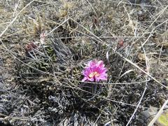 Echinofossulocactus lamellosus