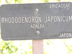 Rhododendron japonicum