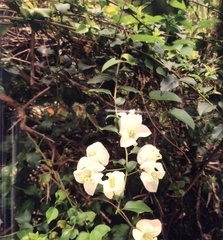 Bougainvillea spectabilis