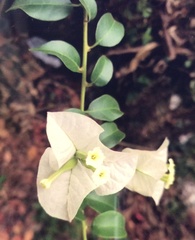 Bougainvillea spectabilis