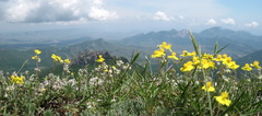 Helianthemum oelandicum orientale