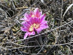 Echinofossulocactus lamellosus