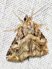 Callopistria yerburii