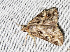 Callopistria yerburii