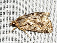 Callopistria yerburii