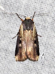 Effractilis effracta