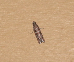 Cryptoblabes plagioleuca