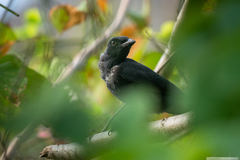 Coracina caledonica caledonica