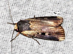 Effractilis effracta