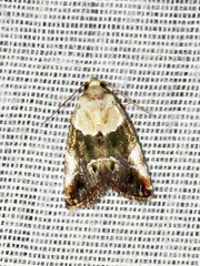 Hypercodia wheeleri