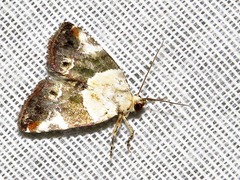 Hypercodia wheeleri