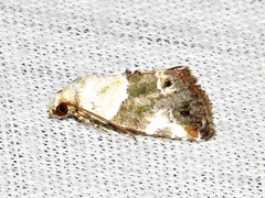Hypercodia wheeleri