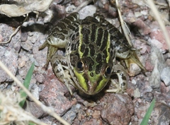 Lithobates chiricahuensis
