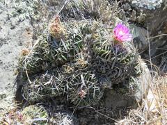 Echinofossulocactus lamellosus