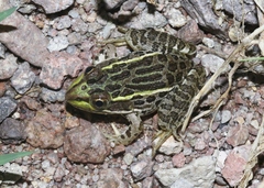 Lithobates chiricahuensis