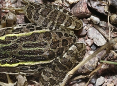 Lithobates chiricahuensis