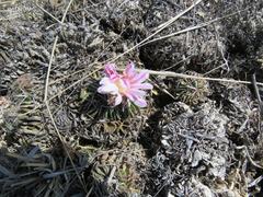 Echinofossulocactus lamellosus