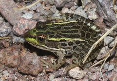 Lithobates chiricahuensis